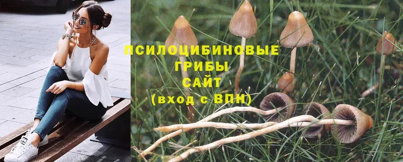 kraken   купить наркоту  Ангарск  Галлюциногенные грибы Psilocybine cubensis 